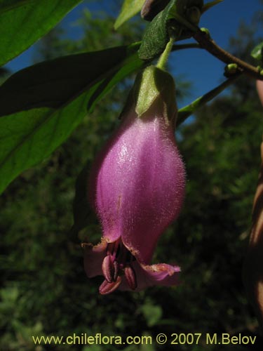 Latua pubiflora의 사진