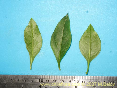 Imágen de Latua pubiflora (Palo muerto / Palo de brujos / Latué). Haga un clic para aumentar parte de imágen.
