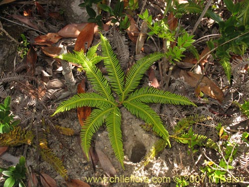 Imágen de Gleichenia squamulosa (Hierb a loza / Palmita). Haga un clic para aumentar parte de imágen.