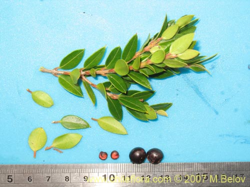 Image of Amomyrtus Luma (Luma / Cauchao / ReloncavÃ­). Click to enlarge parts of image.