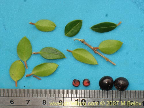 Image of Amomyrtus Luma (Luma / Cauchao / ReloncavÃ­). Click to enlarge parts of image.