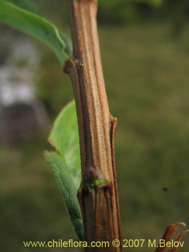 Фотография Baccharis sphaerocephala (Radín / Rarí). Щелкните, чтобы увеличить вырез.