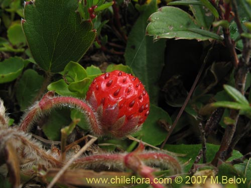 Imágen de Fragaria chiloensis (Frutilla silvestre). Haga un clic para aumentar parte de imágen.