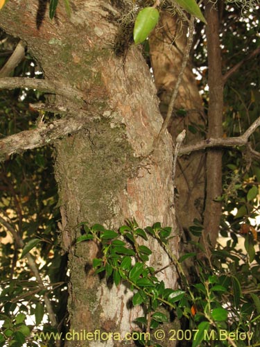 Amomyrtus Luma的照片