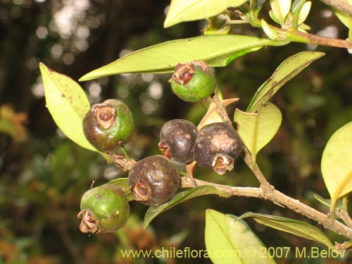 Image of Myrceugenia planipes (Pitrilla / Pitra / Patagua de Valdivia). Click to enlarge parts of image.