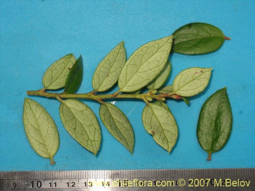 Image of Gaultheria insana (Hued-hued). Click to enlarge parts of image.