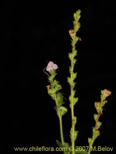 Image of Unidentified Plant sp. #3025 (). Click to enlarge parts of image.