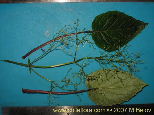 Im�gen de Valeriana lapathifolia (Guahuilque). Haga un clic para aumentar parte de im�gen.