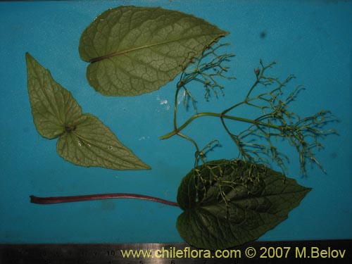 Im�gen de Valeriana lapathifolia (Guahuilque). Haga un clic para aumentar parte de im�gen.