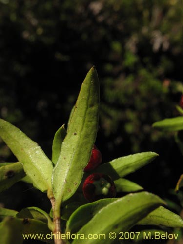 Gaultheria mucronata的照片