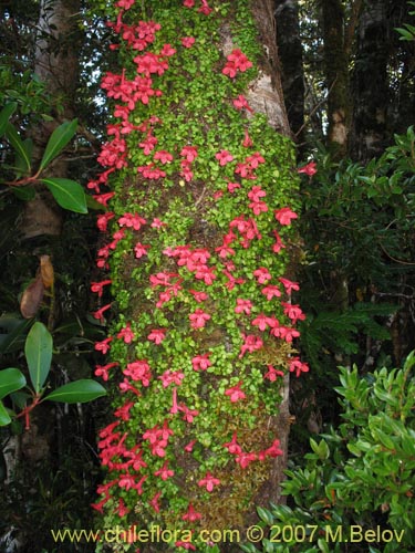 Imágen de Asteranthera ovata (Estrellita). Haga un clic para aumentar parte de imágen.