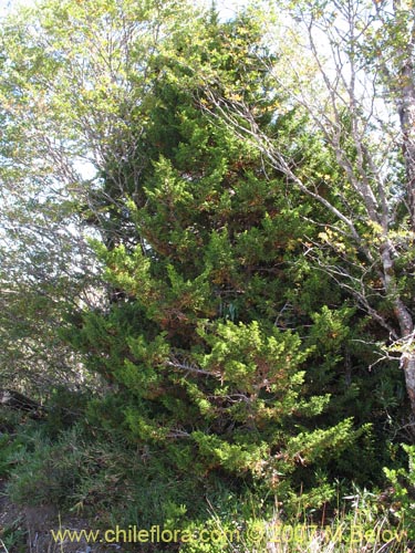 Bild von Pilgerodendron uviferum (Ciprés de las Guaitecas). Klicken Sie, um den Ausschnitt zu vergrössern.