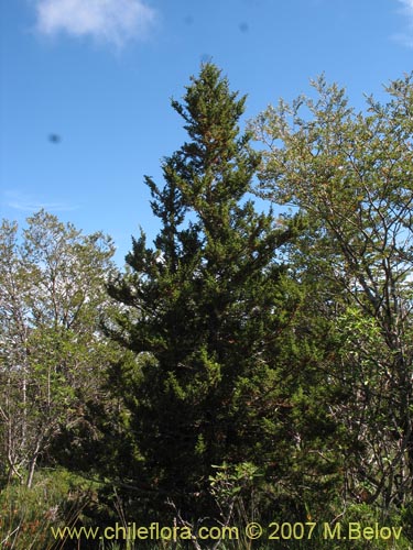 Фотография Pilgerodendron uviferum (Ciprés de las Guaitecas). Щелкните, чтобы увеличить вырез.