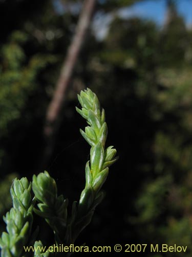 Image of Fitzroya cupressoides (Alerce). Click to enlarge parts of image.