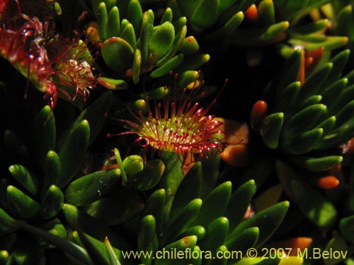 Bild von Drosera uniflora (). Klicken Sie, um den Ausschnitt zu vergrössern.