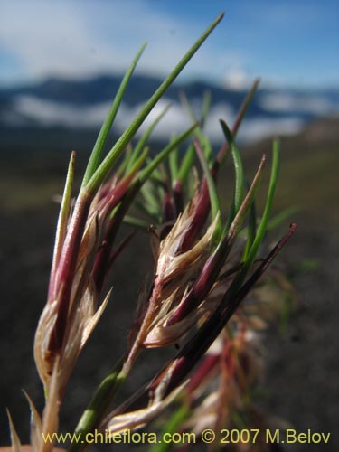 Фотография Poaceae sp. #1751 (). Щелкните, чтобы увеличить вырез.