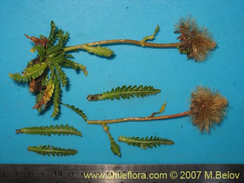 Фотография Perezia pedicularidifolia (Estrella de los Andes). Щелкните, чтобы увеличить вырез.