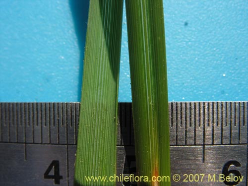 Poaceae sp. #1750的照片