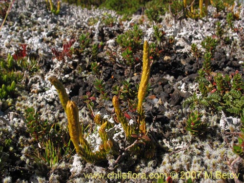 Imágen de Lycopodium magellanicum (Pimpinela / Licopodio / Palmita / Lllanka-lawen). Haga un clic para aumentar parte de imágen.