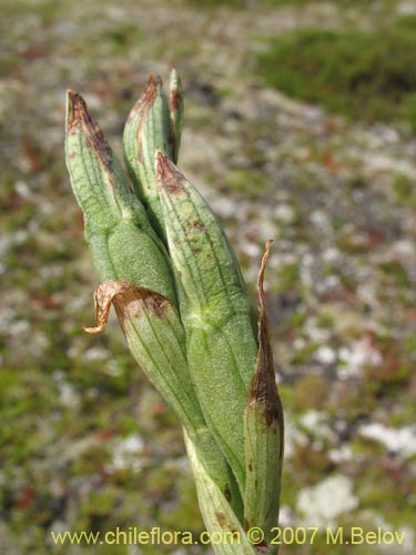 Chloraea gaudichaudiiの写真