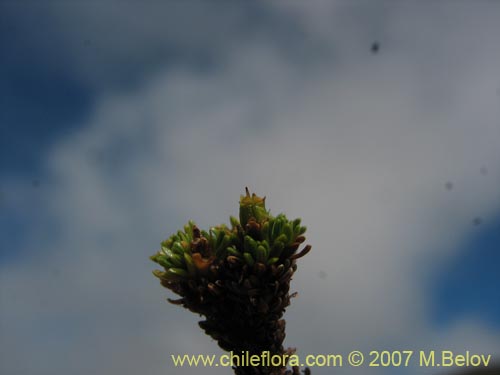 Imágen de Azorella lycopodioides (Llaretita). Haga un clic para aumentar parte de imágen.