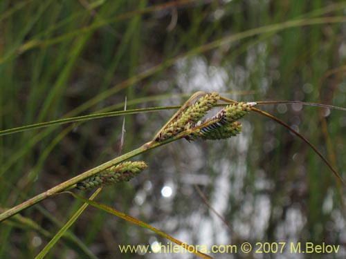 Poaceae sp.2184の写真