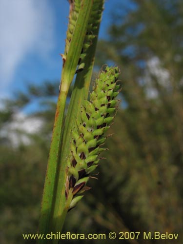 Poaceae sp.2184の写真