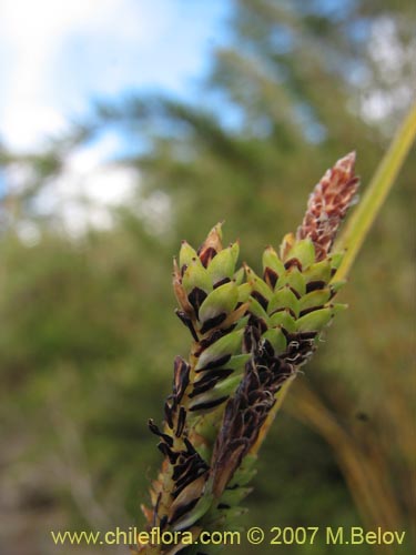 Фотография Poaceae sp.2184 (). Щелкните, чтобы увеличить вырез.