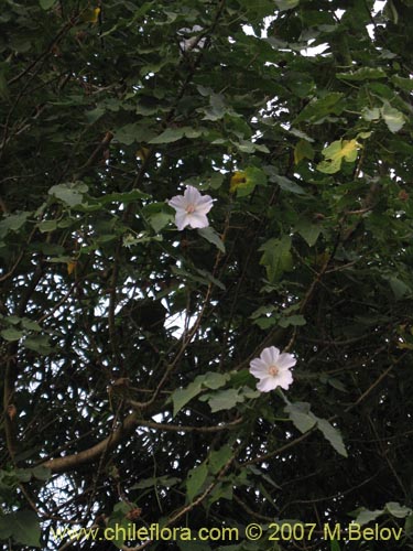 Фотография Corynabutilon vitifolium (Huella). Щелкните, чтобы увеличить вырез.