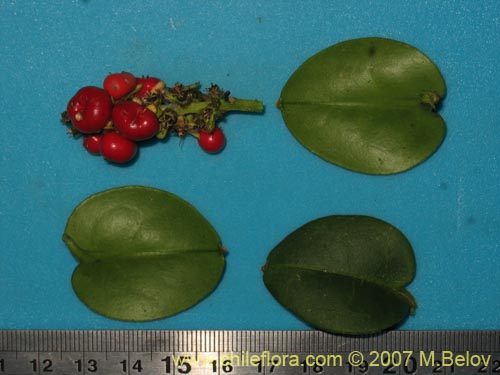 Image of Ercilla syncarpellata (). Click to enlarge parts of image.