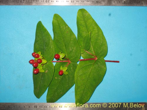 Image of Hypericum androsaemum (Toda buena / Toda santa / Androsema). Click to enlarge parts of image.