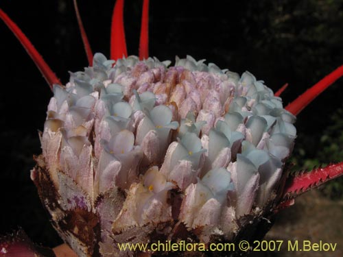 Fascicularia bicolor的照片
