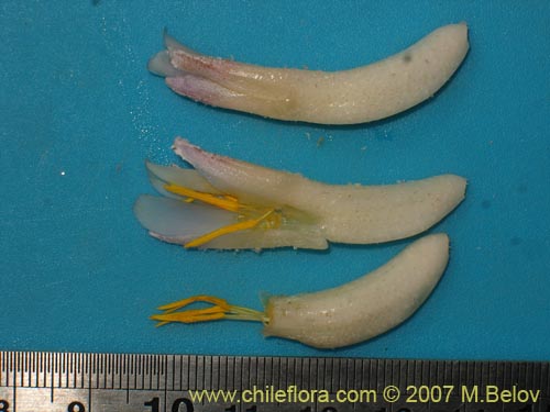 Image of Fascicularia bicolor (Puñeñe / Chupón / Chupalla). Click to enlarge parts of image.