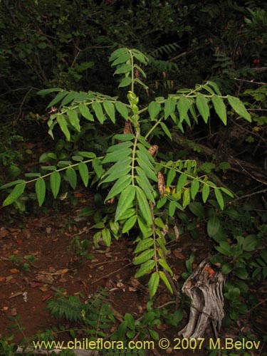 未確認の植物種   #1801の写真