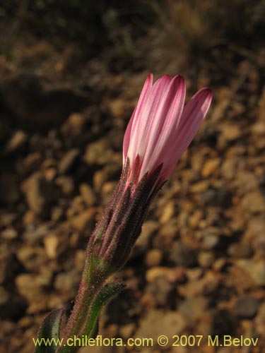 Asteraceae sp. #1800の写真