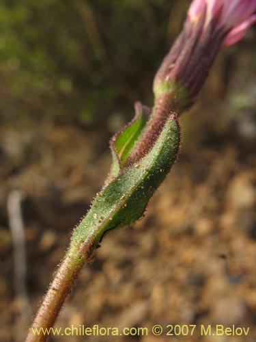 Фотография Asteraceae sp. #1800 (). Щелкните, чтобы увеличить вырез.