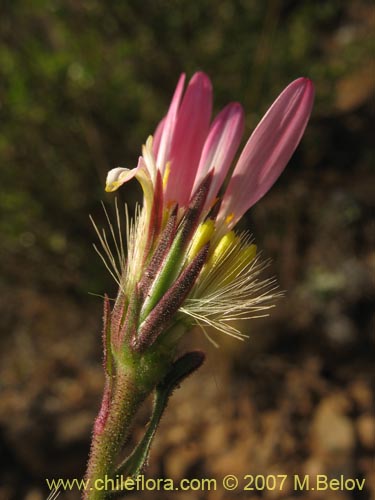 Фотография Asteraceae sp. #1800 (). Щелкните, чтобы увеличить вырез.