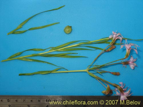 Alstroemeria revoluta的照片
