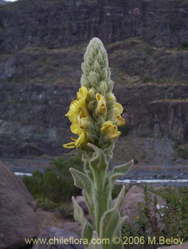 Фотография Verbascum thapsus (Hierba del Paño). Щелкните, чтобы увеличить вырез.