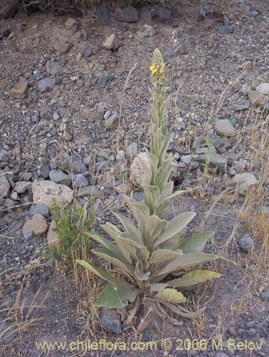 Imágen de Verbascum thapsus (Hierba del Paño). Haga un clic para aumentar parte de imágen.