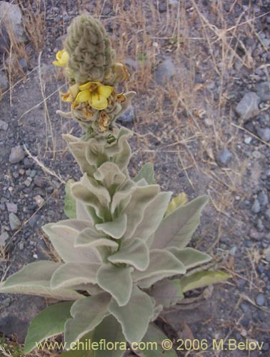 Verbascum thapsus의 사진