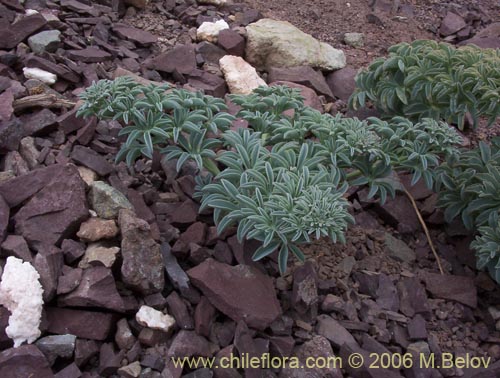 Tropaeolum polyphyllumの写真
