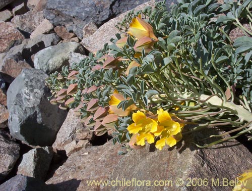 Imágen de Tropaeolum polyphyllum (Soldadito grande de la cordillera). Haga un clic para aumentar parte de imágen.