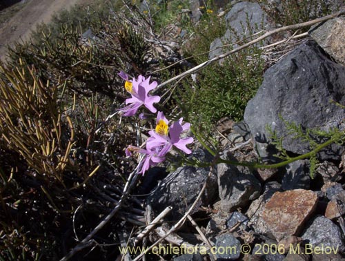 Imágen de Schizanthus hookerii (Mariposita). Haga un clic para aumentar parte de imágen.
