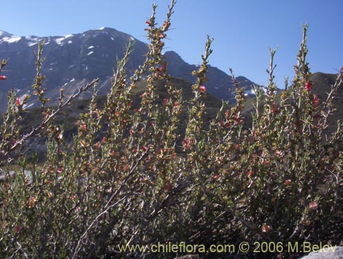 Bild von Tetraglochin alatum (Horizonte / Caulia). Klicken Sie, um den Ausschnitt zu vergrössern.