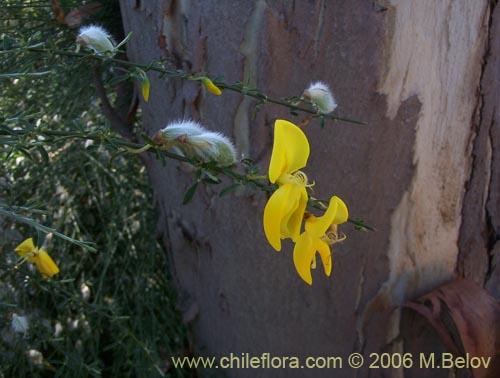 Imágen de Cytisus striatus (Retamo). Haga un clic para aumentar parte de imágen.