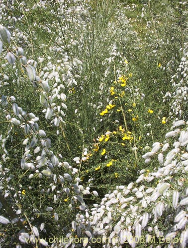 Bild von Cytisus striatus (Retamo). Klicken Sie, um den Ausschnitt zu vergrössern.