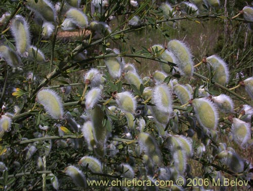 Imágen de Cytisus striatus (Retamo). Haga un clic para aumentar parte de imágen.