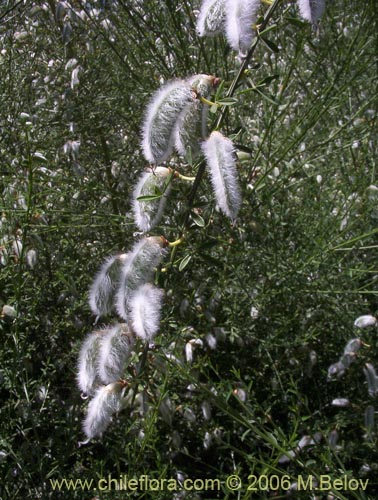 Image of Cytisus striatus (Retamo). Click to enlarge parts of image.