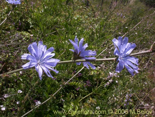 Bild von Cichorium intybus (Chicorea / Achicoria). Klicken Sie, um den Ausschnitt zu vergrössern.